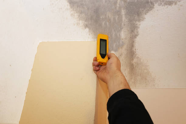 Mold Removal for HVAC Installations in Peridot, AZ