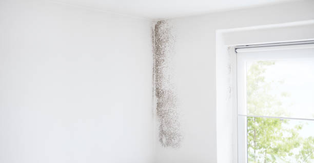 Best Emergency Mold Remediation  in Peridot, AZ