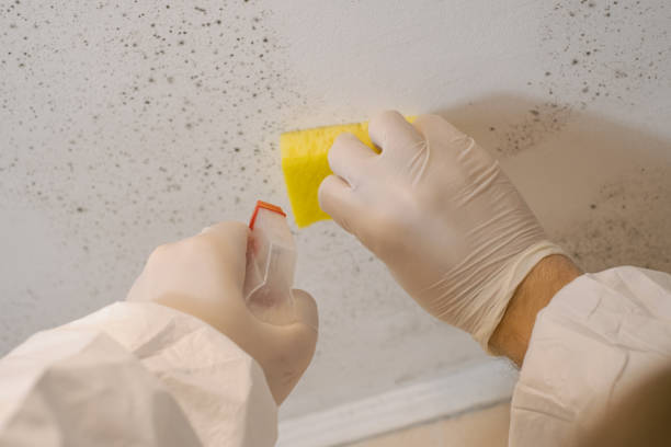 Best Dehumidification Services  in Peridot, AZ