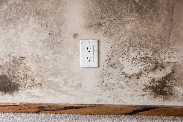 Best Black Mold Removal  in Peridot, AZ