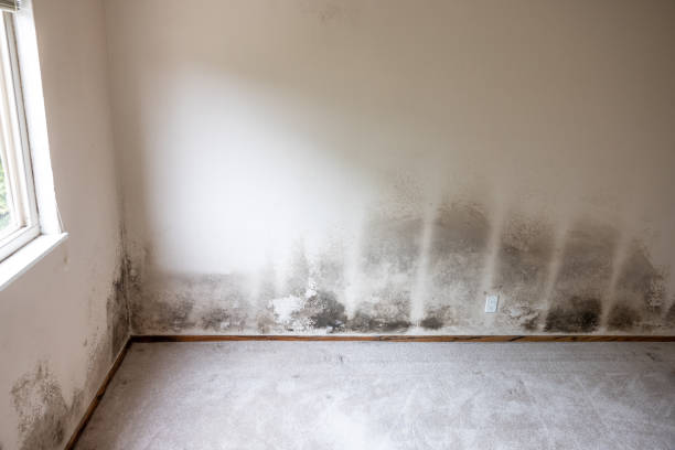 Best Environmental Consulting for Mold Prevention  in Peridot, AZ