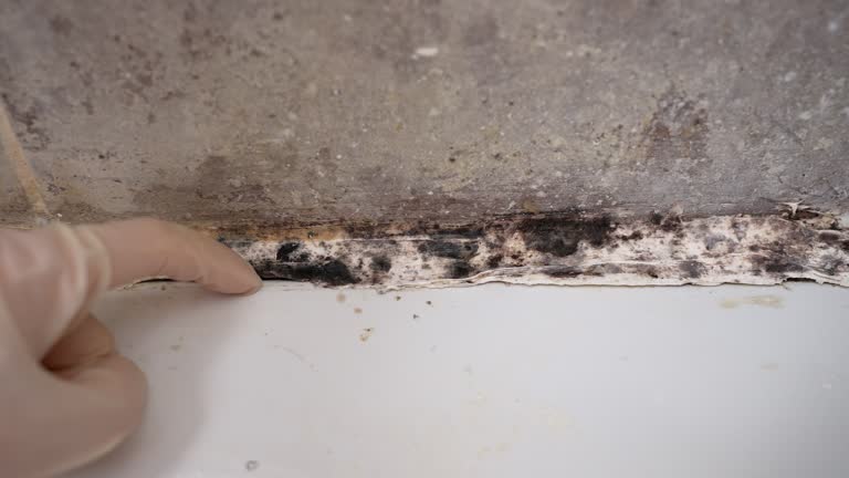 Best Post-Remediation Verification Testing  in Peridot, AZ