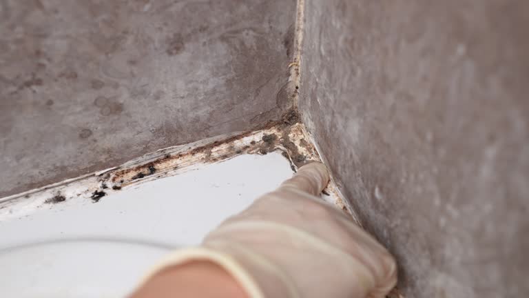  Peridot, AZ Mold Removal Pros